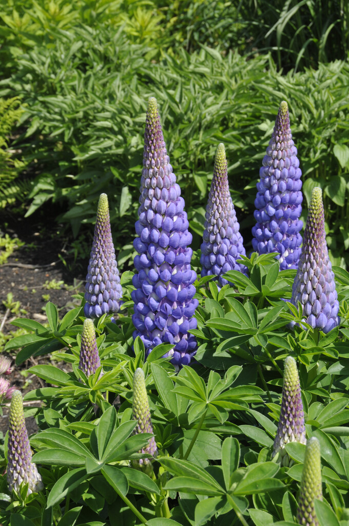 <i>Lupinus</i> 'Saffron'