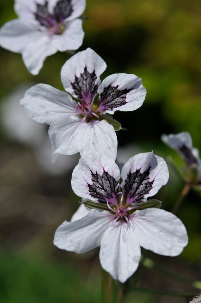 <i>Erodium</i> 'Stephanie'