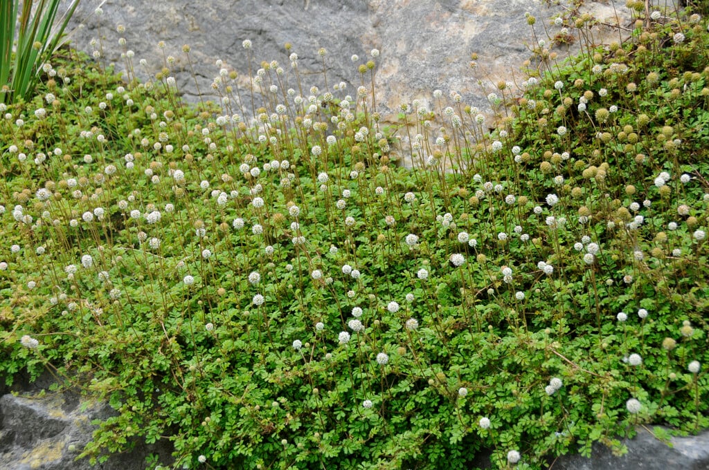 <i>Acaena</i> <i>caesiiglauca</i>