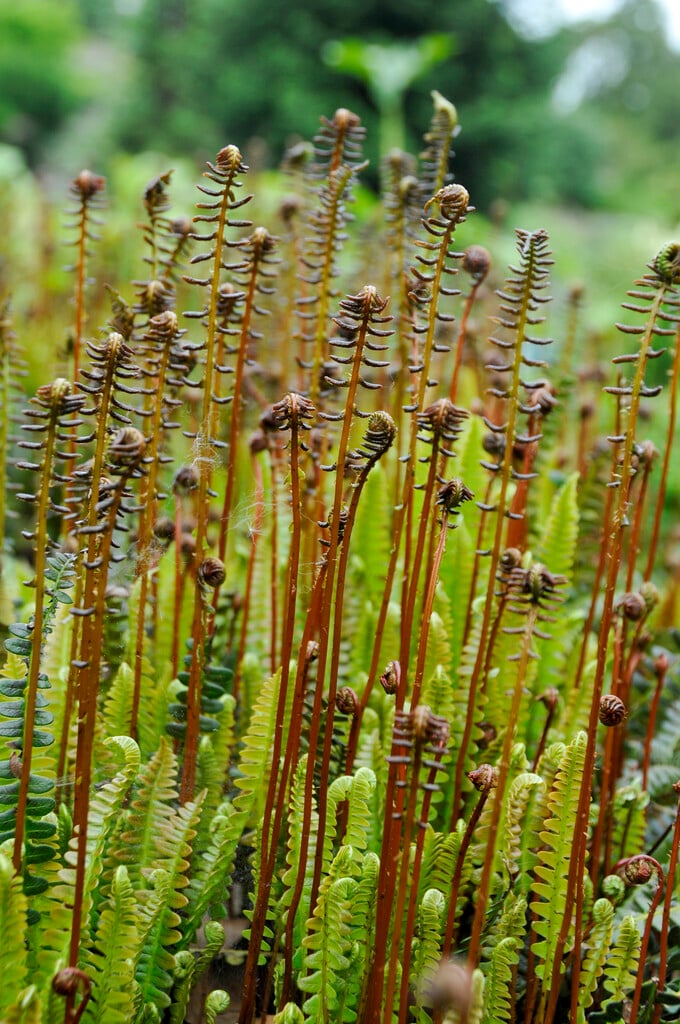 Blechnum penna-marina