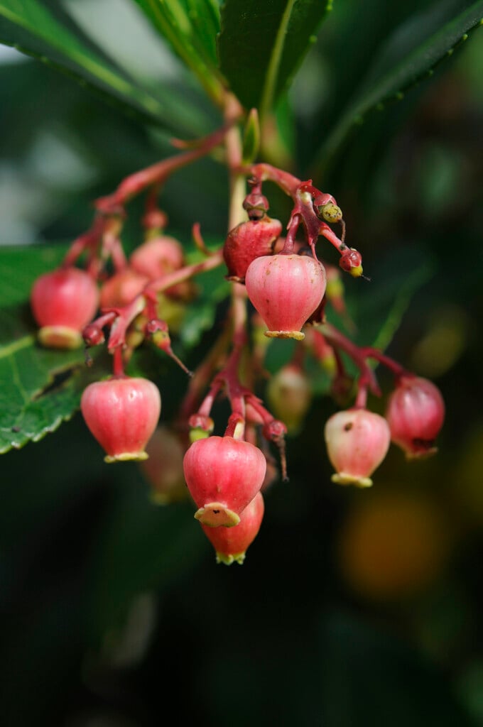 pink strawberry tree