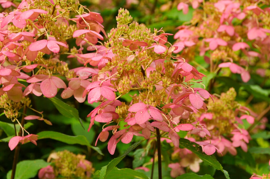 panicled hydrangea 'Mid Late Summer'