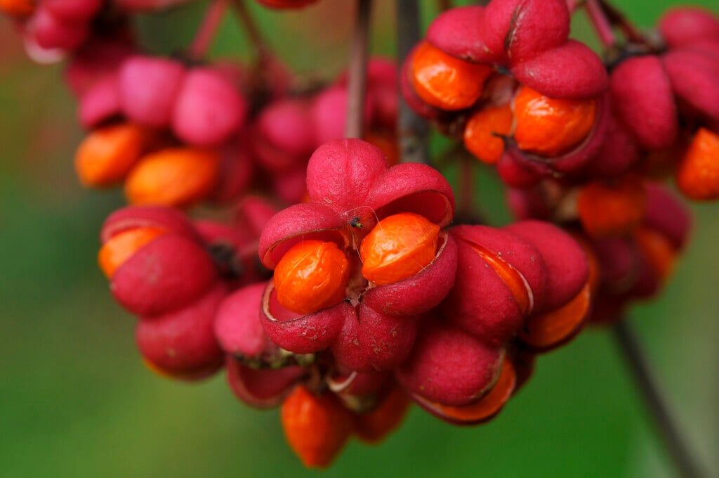 spindle