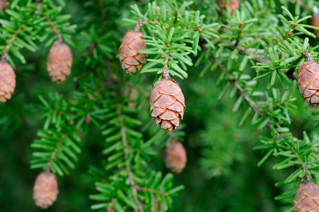 Japanese hemlock