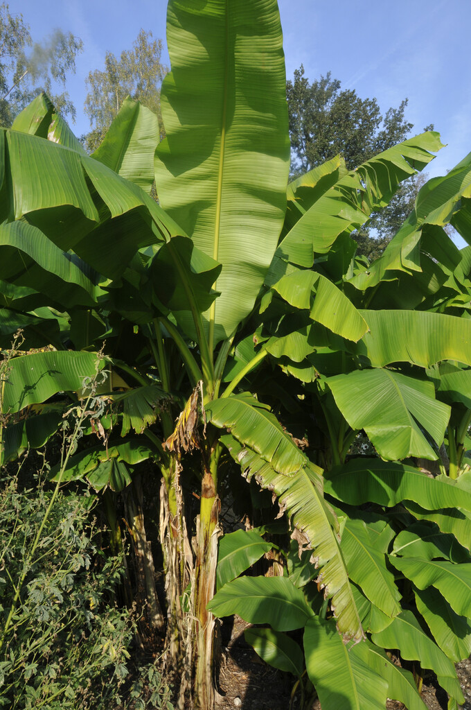 Japanese banana