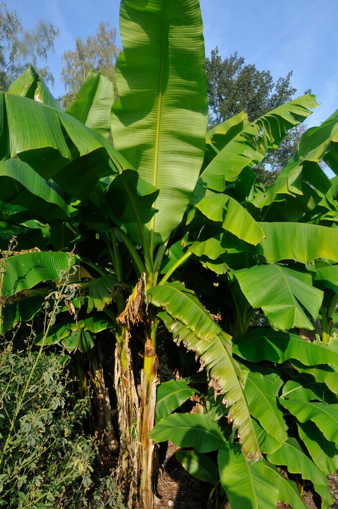 Japanese banana