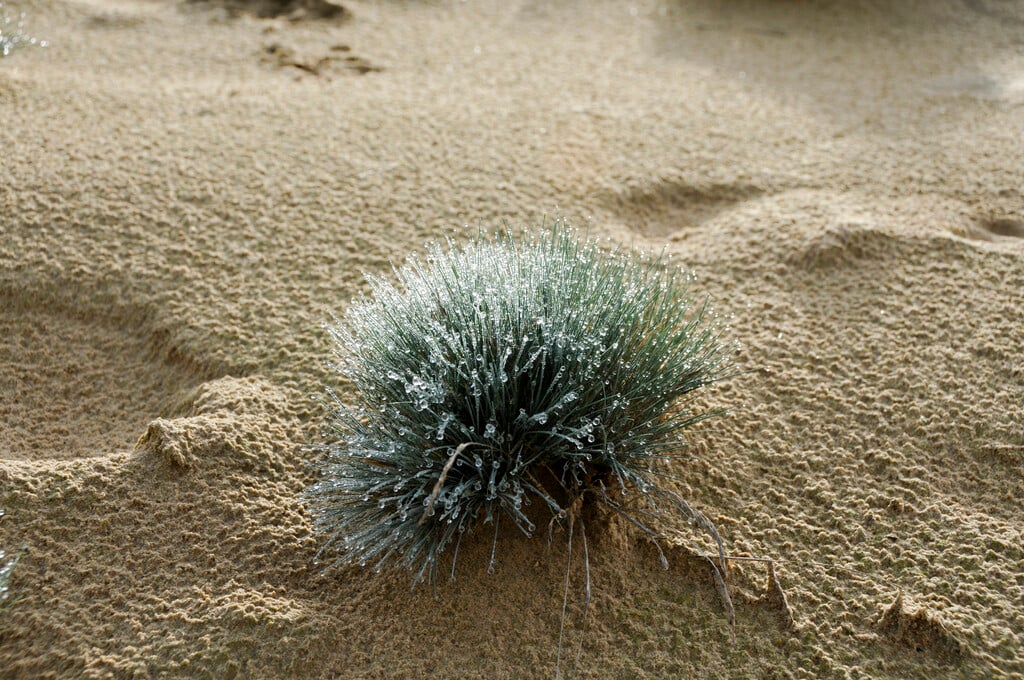 grey hair-grass