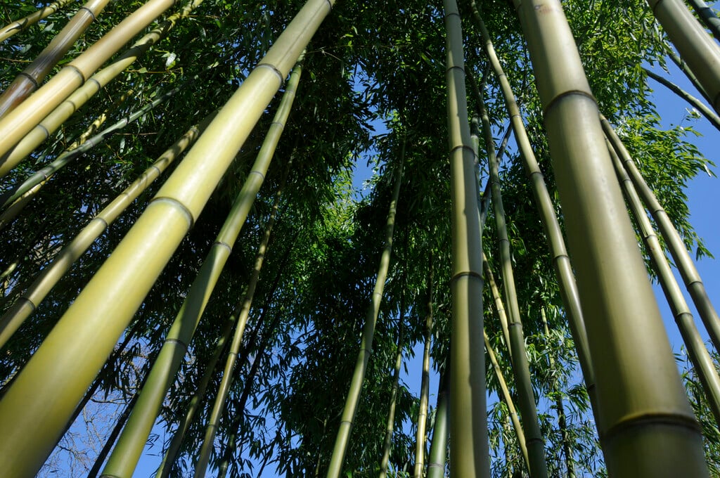 <i>Phyllostachys</i> <i>vivax</i>