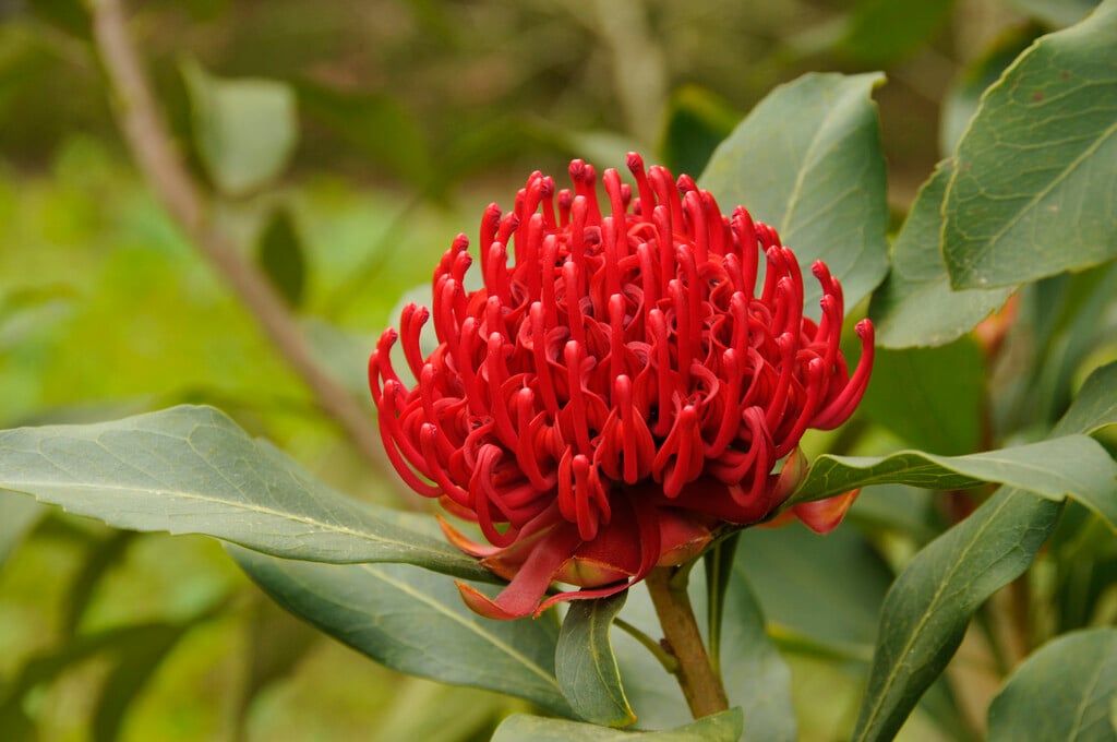 waratah