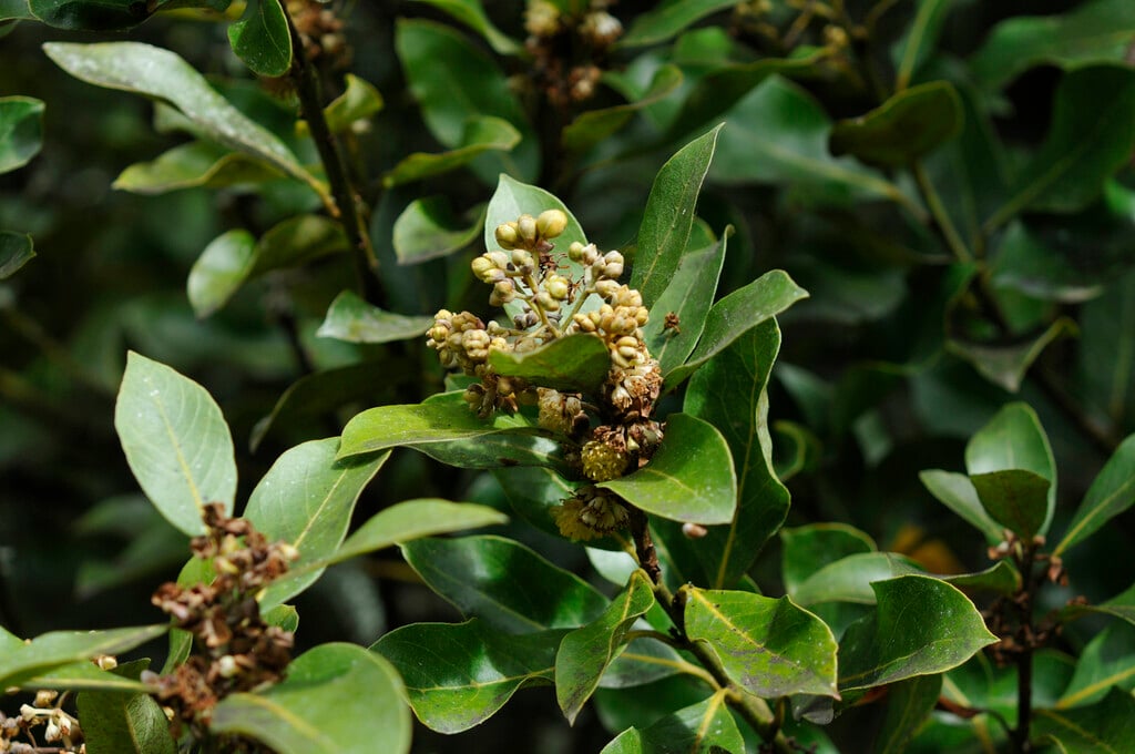 Canary Island laurel