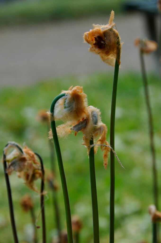<i>Osmunda</i> <i>regalis</i> var. <i>spectabilis</i>
