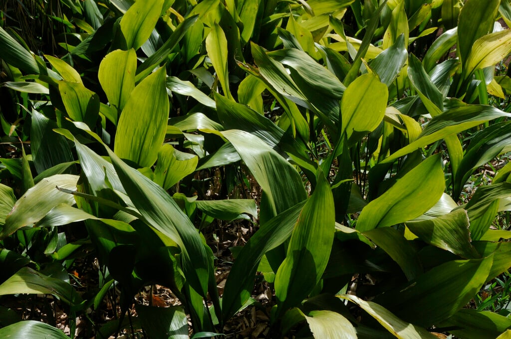 bar room plant