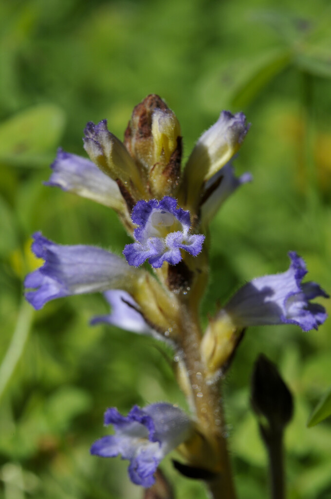 hemp broomrape