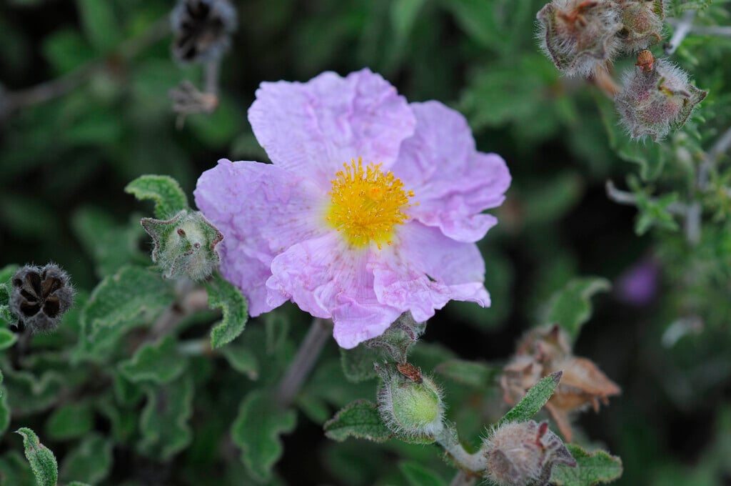 hoary rock rose