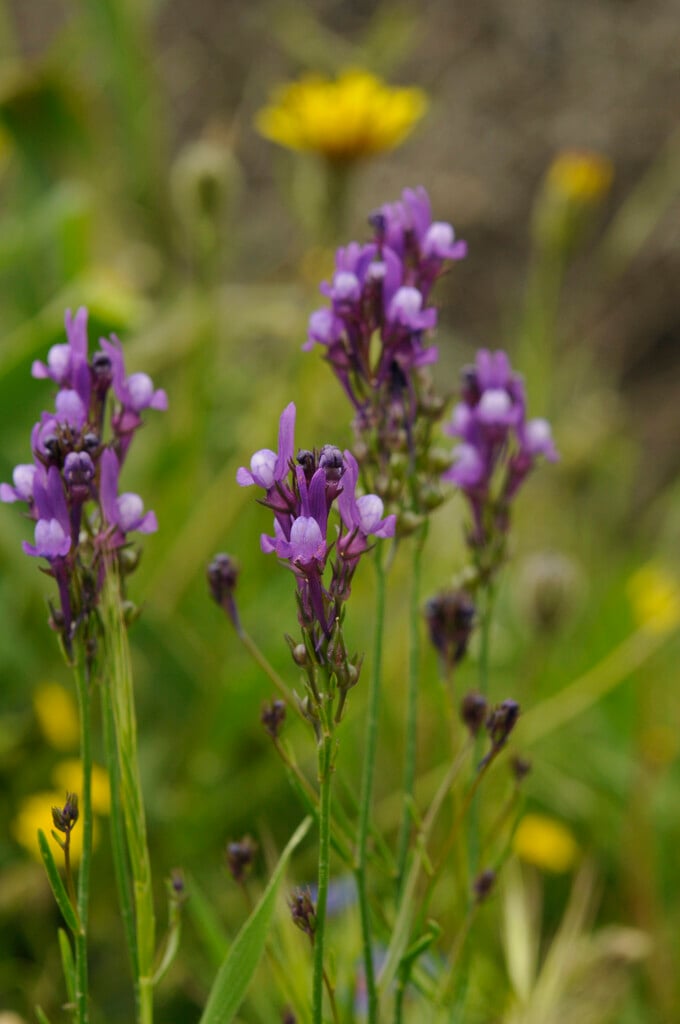 Jersey toadflax