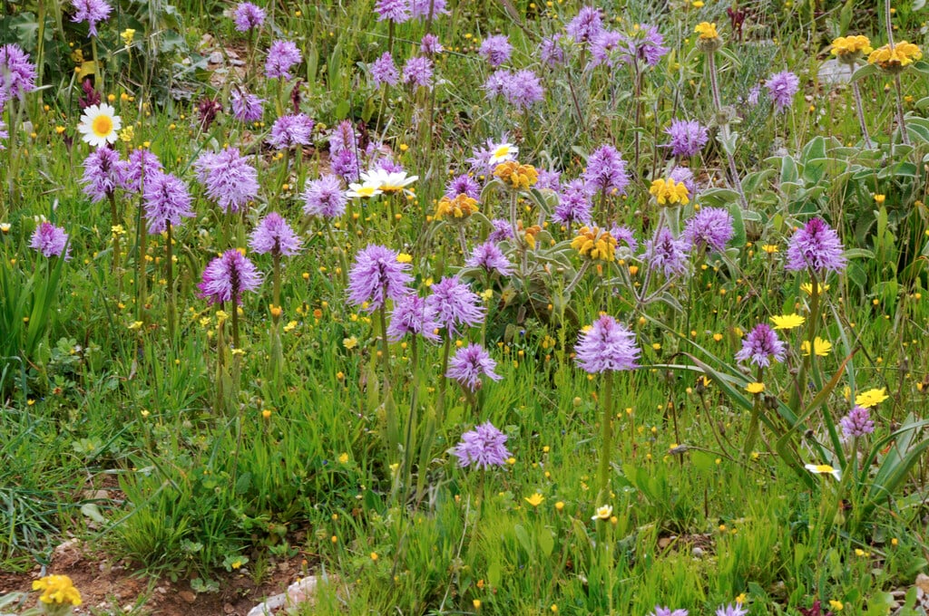 <i>Orchis</i> <i>italica</i>