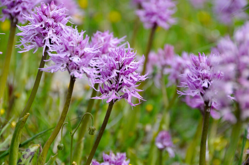 <i>Orchis</i> <i>italica</i>