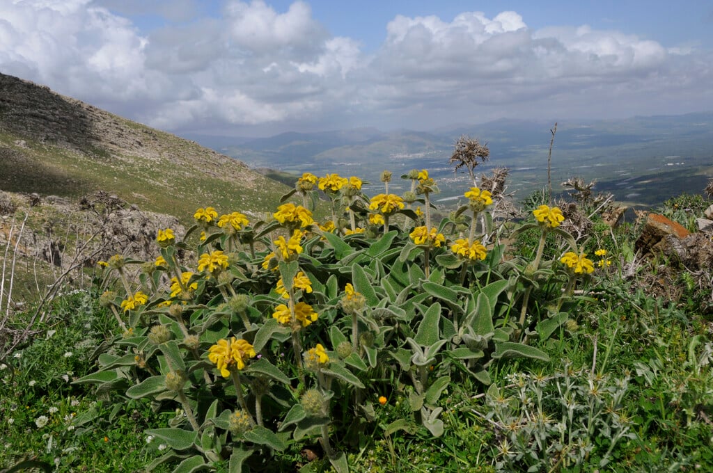 <i>Phlomis</i> <i>cretica</i>