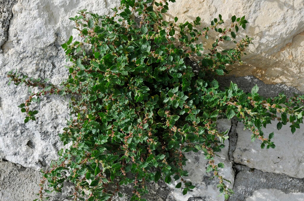 pellitory-of-the-wall