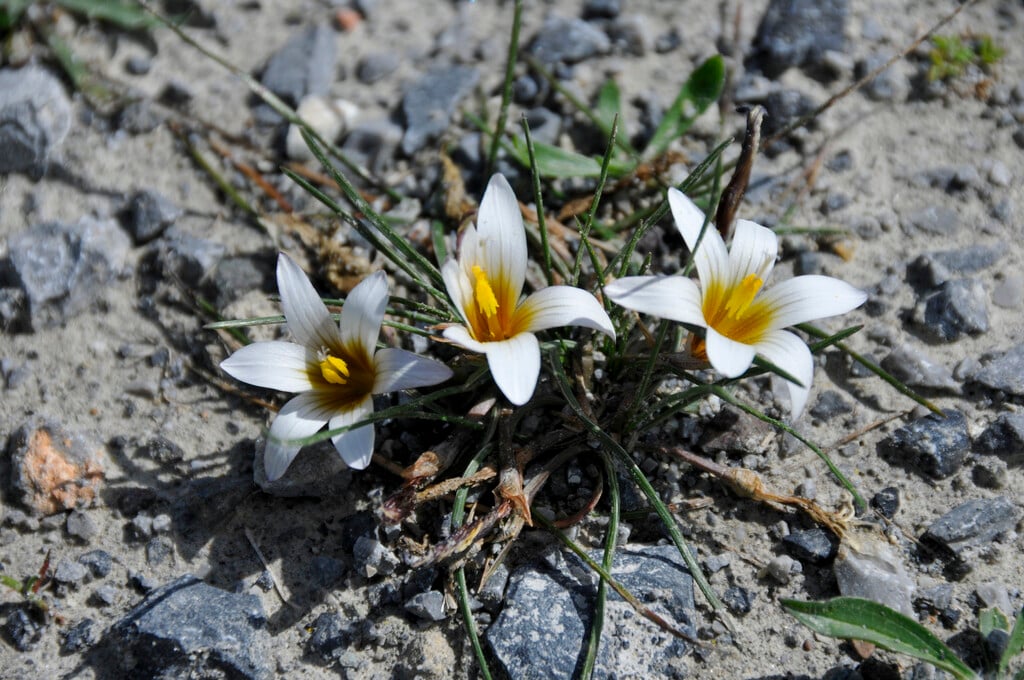 crocus-leaved romulea