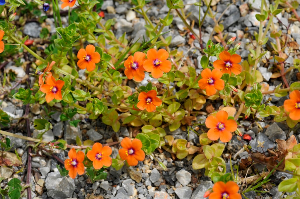 scarlet pimpernel