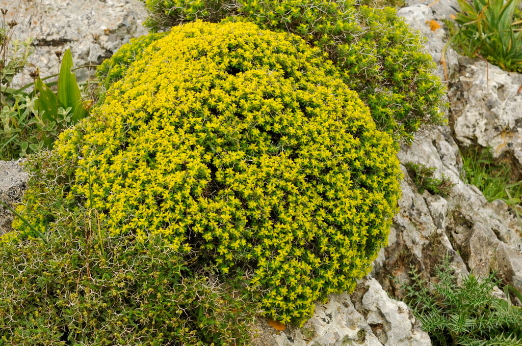 <i>Euphorbia</i> <i>acanthothamnos</i>
