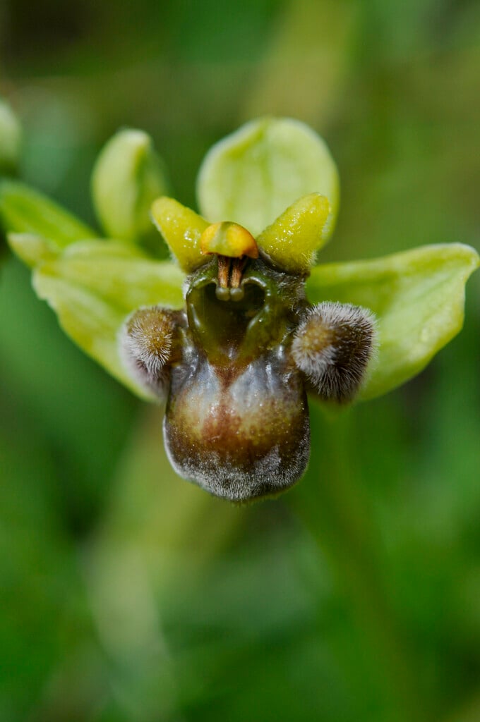 bumble bee orchid