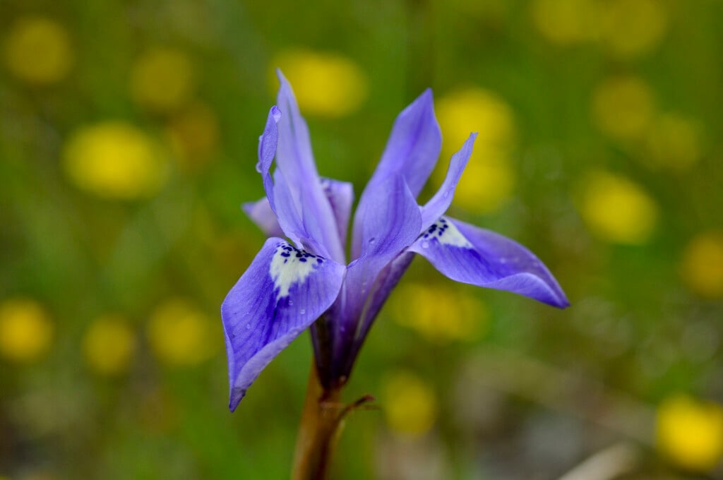 Barbary nut