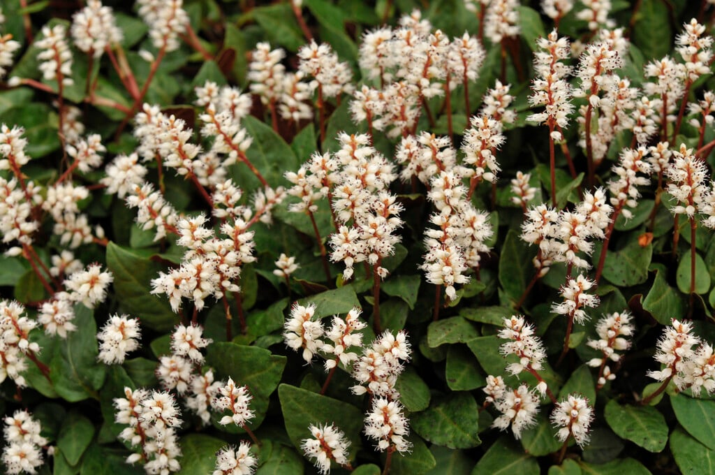 slender-stemmed bistort