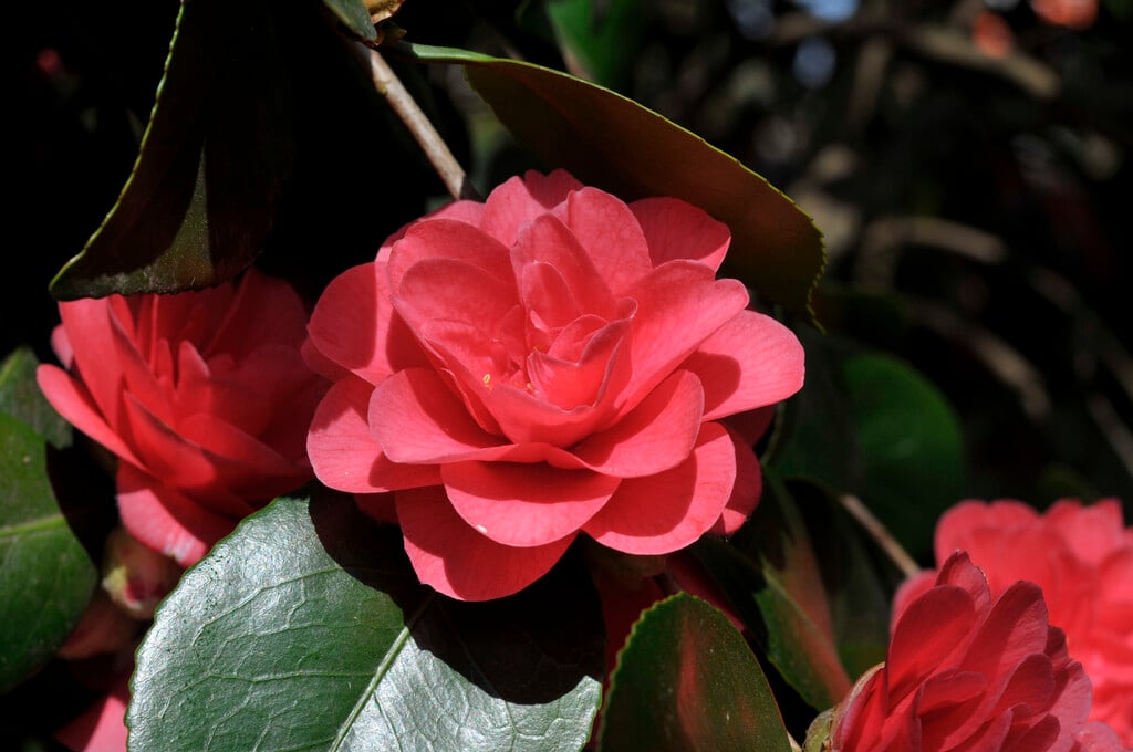 camellia 'Lady Campbell'