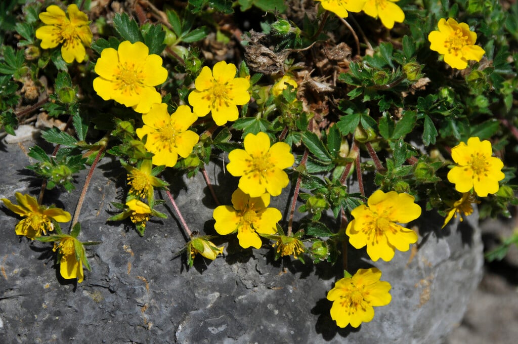 alpine cinquefoil