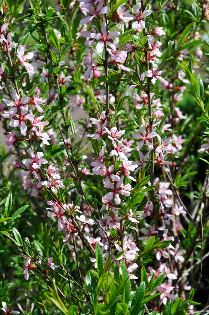dwarf Russian almond