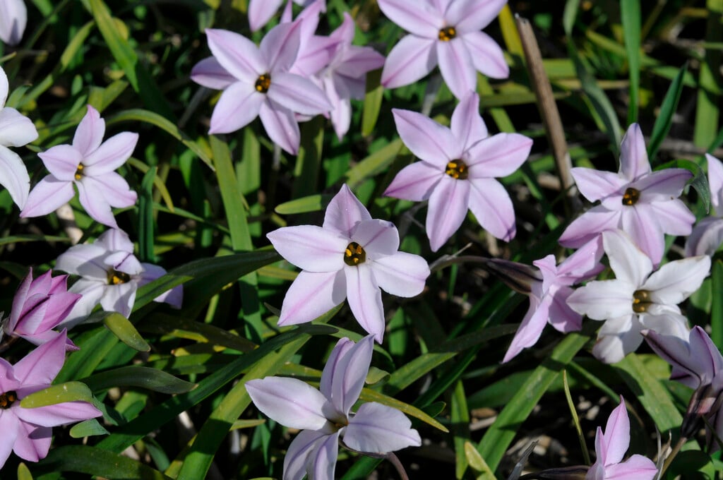 <i>Ipheion</i> 'Tessa'