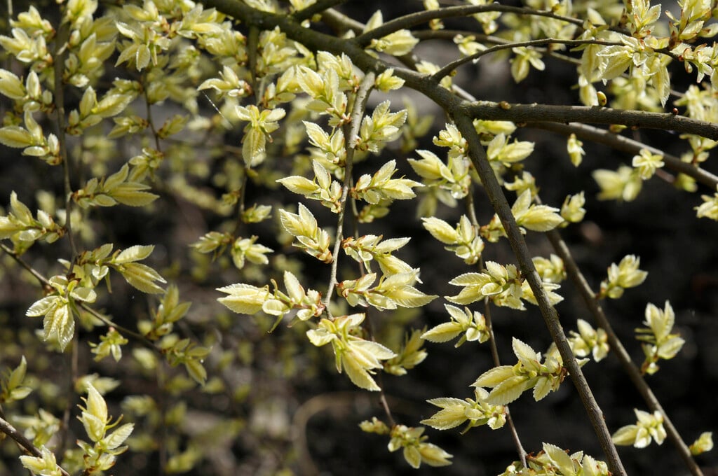 Chinese elm 'Geisha'