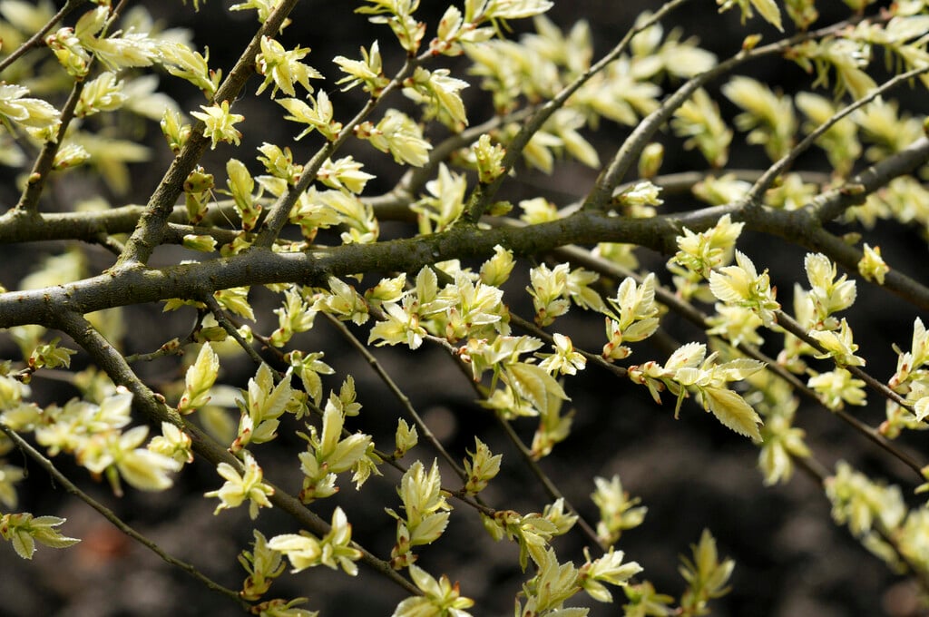 Chinese elm 'Geisha'