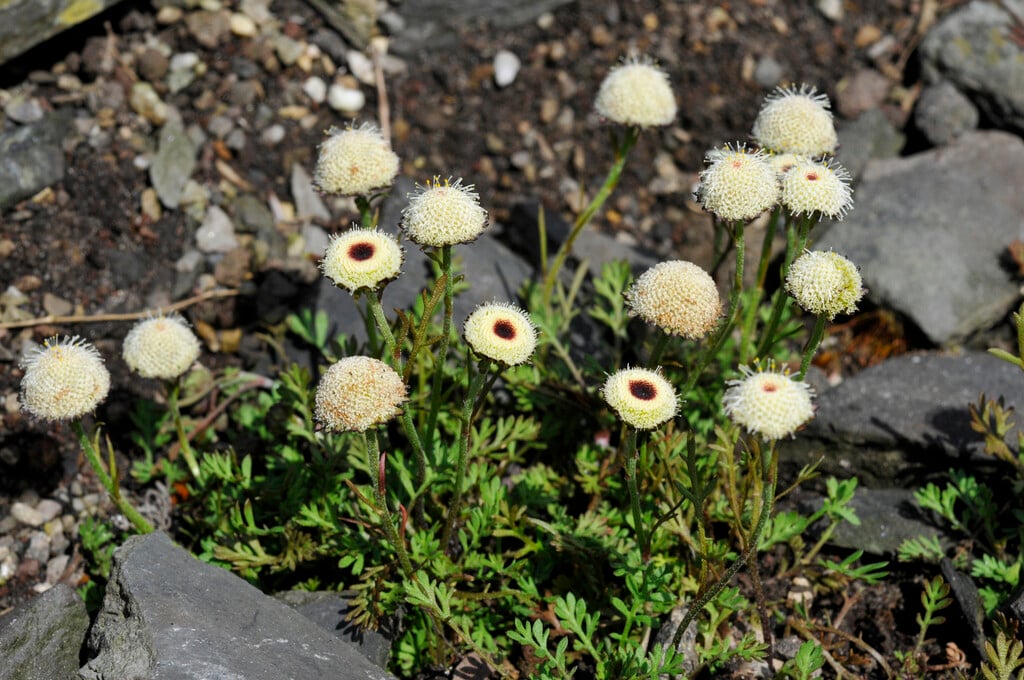 <i>Leptinella</i> <i>atrata</i>