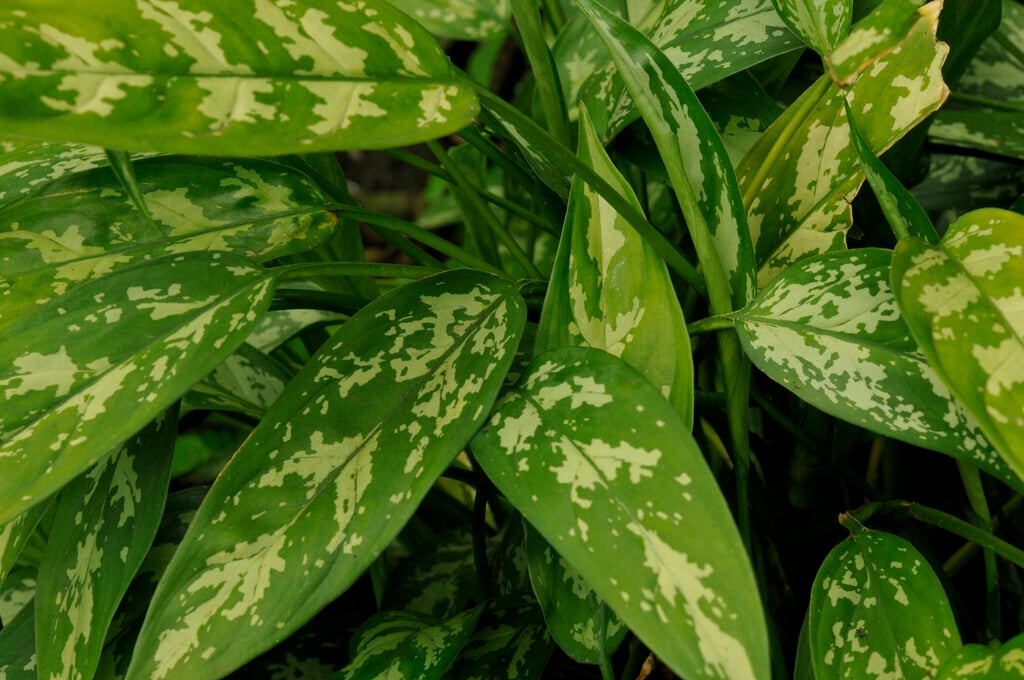 Chinese evergreen 'Treubii'