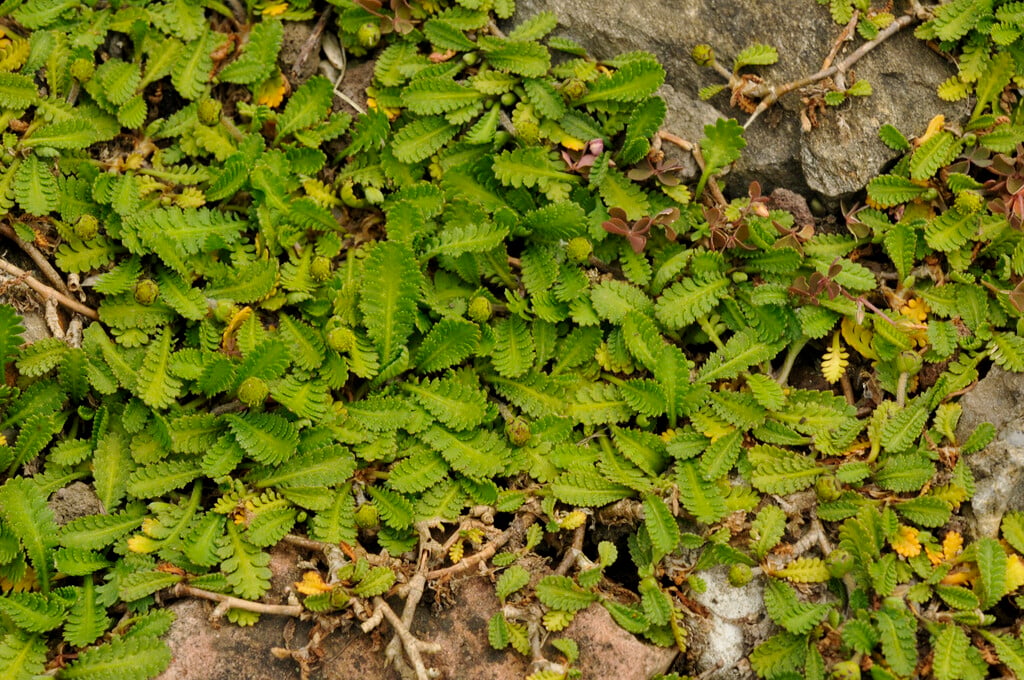 hairless leptinella