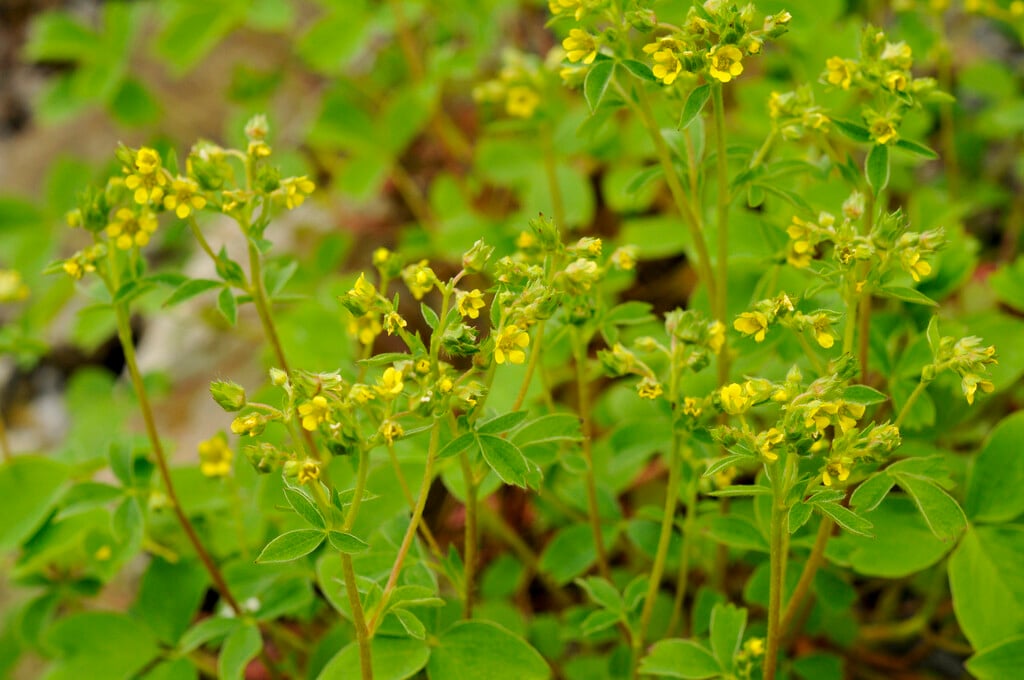 <em>Sibbaldia</em> <em>procumbens</em>