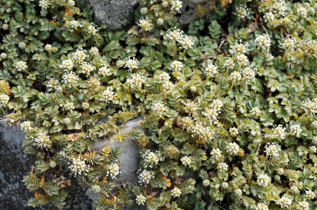<i>Acaena</i> <i>magellanica</i>