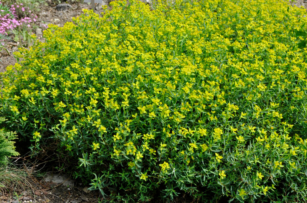 <i>Euphorbia</i> <i>spinosa</i>