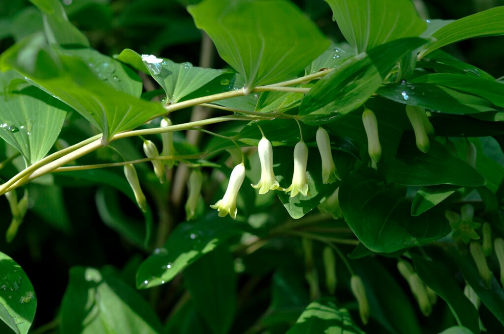 <i>Polygonatum</i> <i>multiflorum</i> var. <i>ramosum</i>