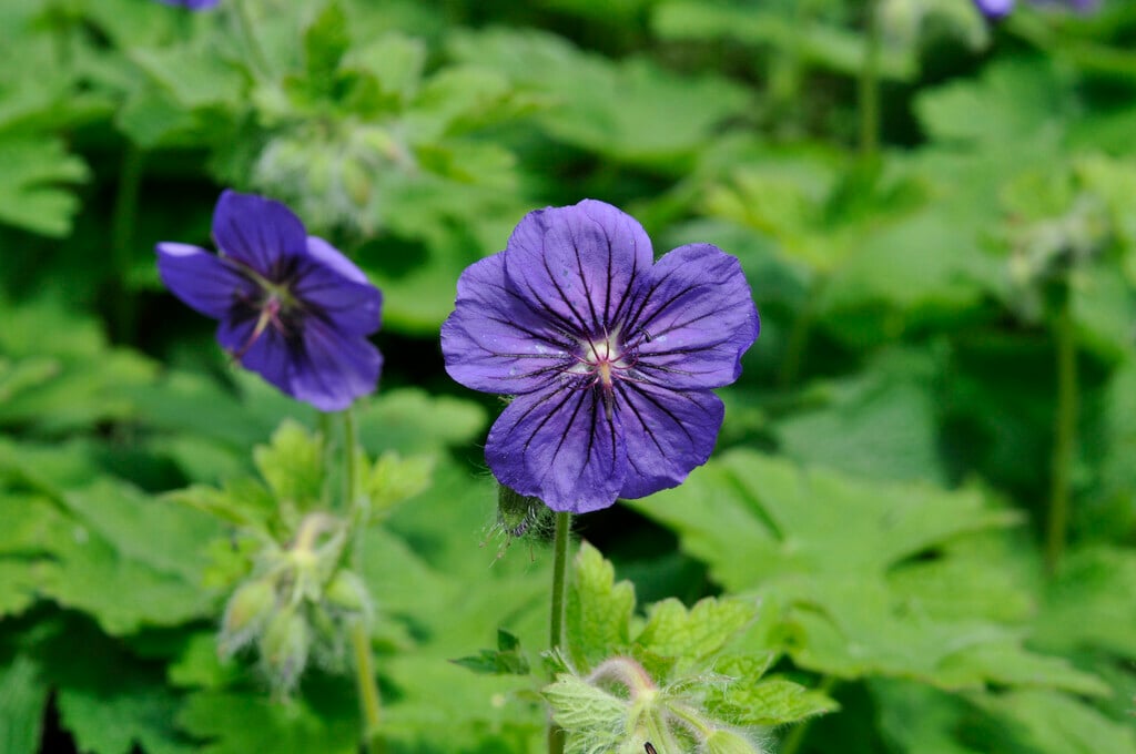 Peloponnese cranesbill