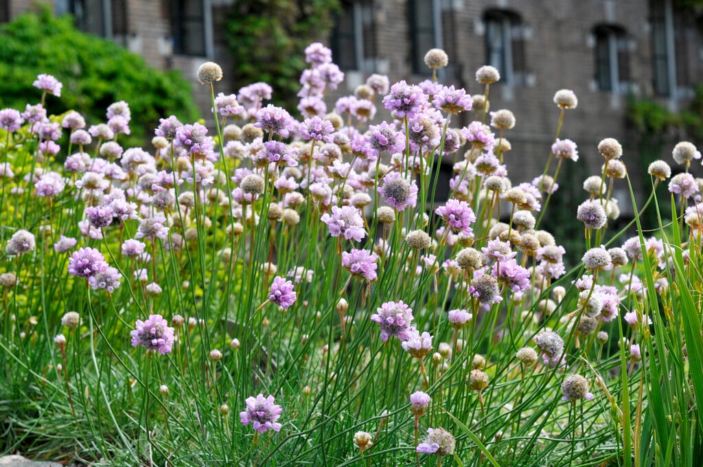 curved-leaf thrift