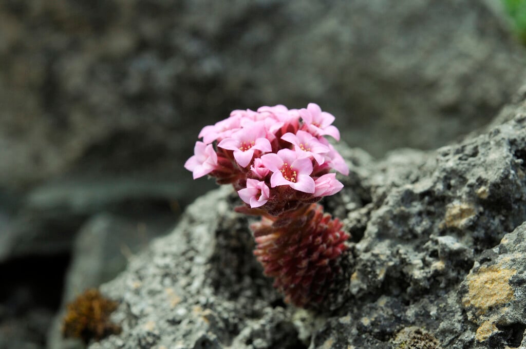 <i>Sedum</i> <i>pilosum</i>