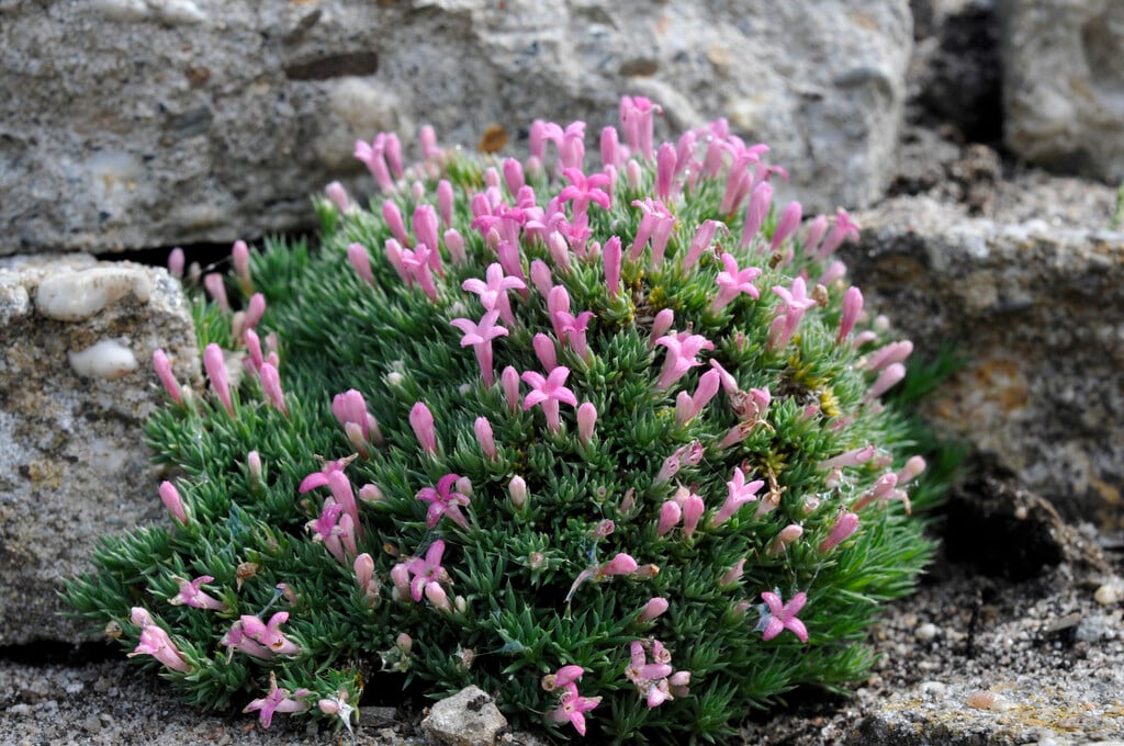 <i>Asperula</i> <i>nitida</i>