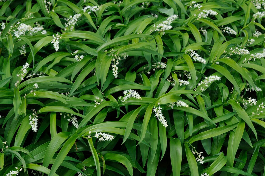 star-flowered lily of the valley