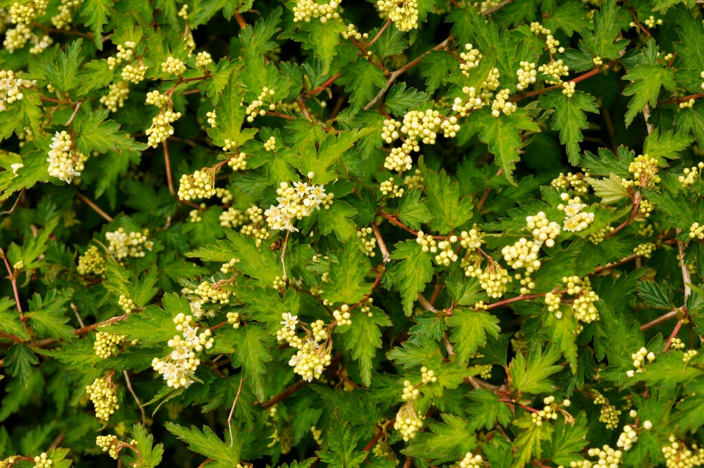 <i>Neillia</i> <i>incisa</i>