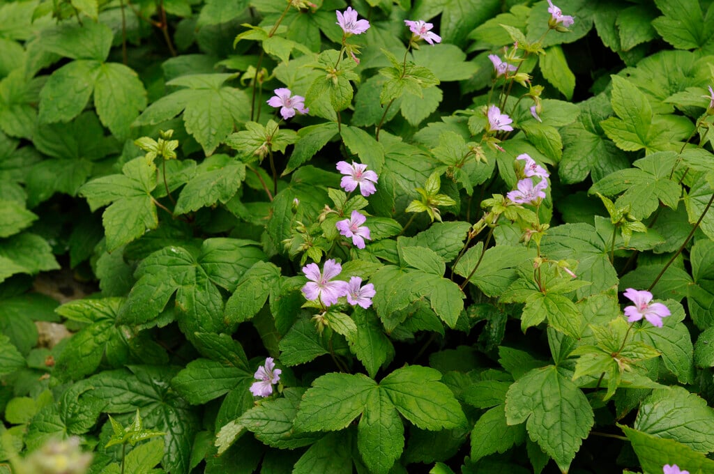 Geranium nodosum