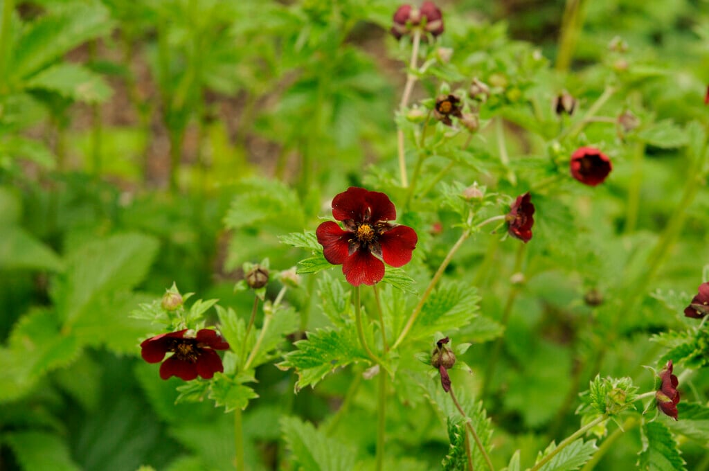 Himalayan cinquefoil